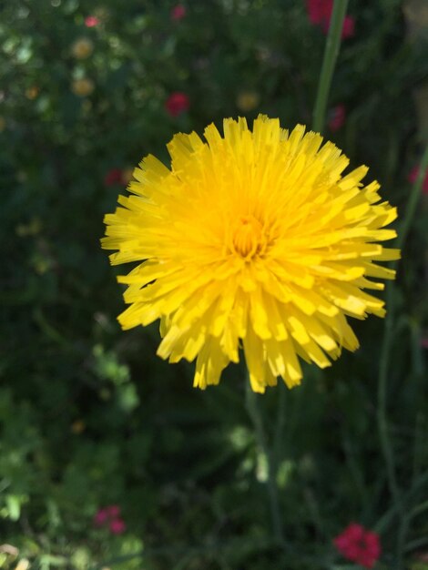 Foto da vicino di un dente di leone giallo