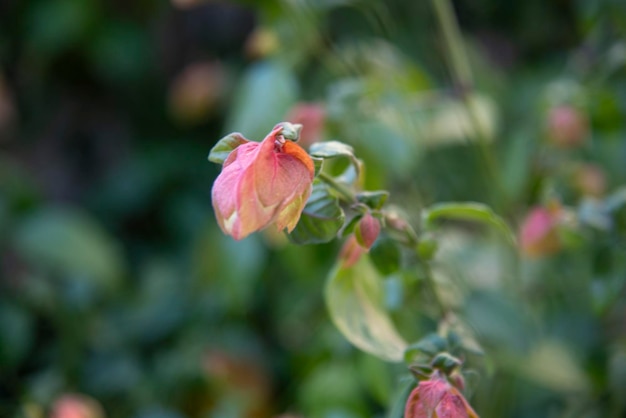 Foto da vicino di un fiore rosa