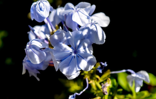 Foto da vicino di un gelsomino blu