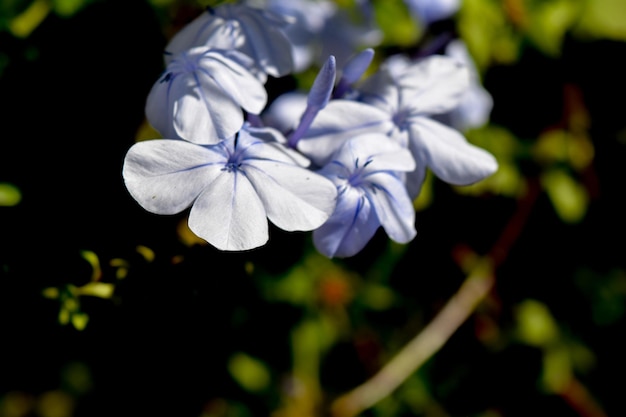 Foto da vicino di un gelsomino blu