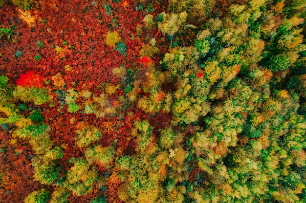 Foto dall'alto di una strada forestale in autunno