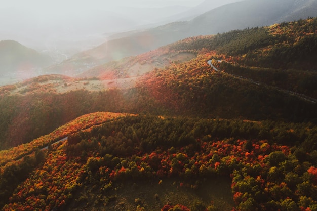 Foto dall'alto di una strada forestale in autunno