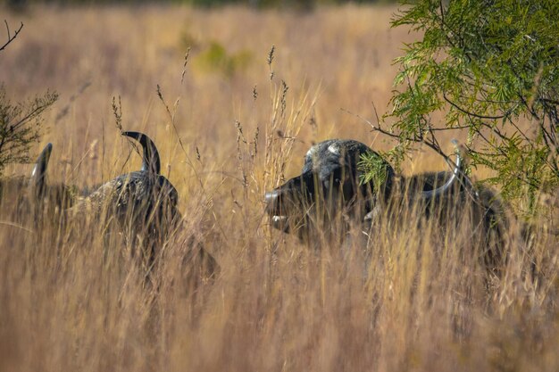 Foto degli animali bufalo bufalo