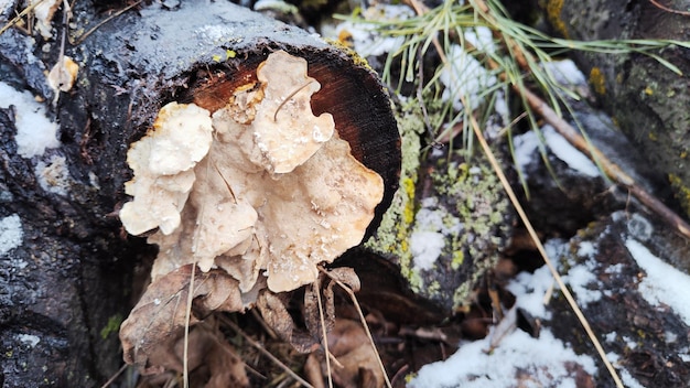 foto del bosco invernale