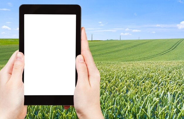 Foto del campo di grano verde sotto il cielo blu Francia