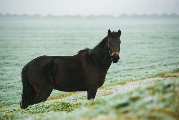 Foto del cavallo scuro sul campo gelido di dicembre che mangia erba