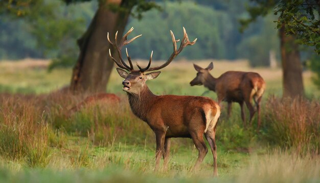 Foto del cervo rosso nell'habitat naturale durante la rotazione del cervo fauna selvatica europea