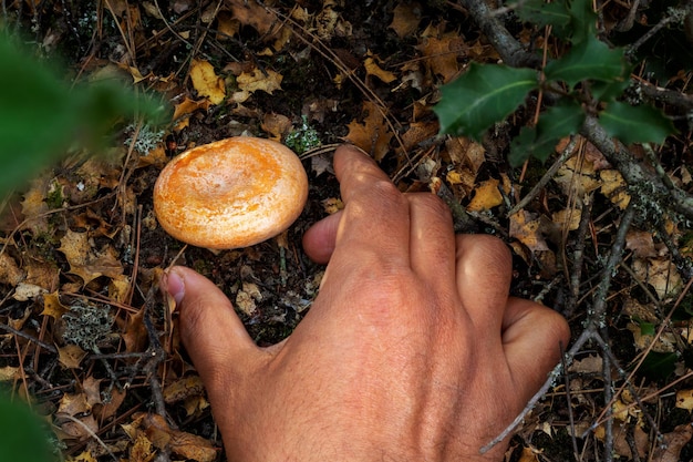 foto del delizioso fungo lactarius