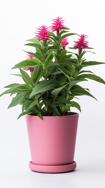 Foto del fiore del balsamo dell'ape in vaso isolato su fondo bianco