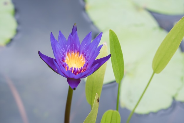 Foto del fiore di loto al mattino.