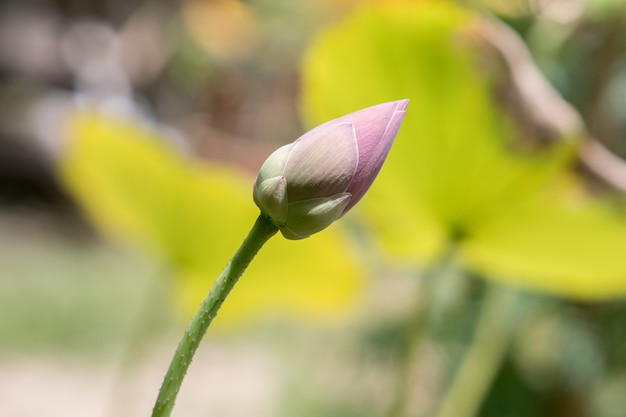 Foto del fiore di loto al mattino.