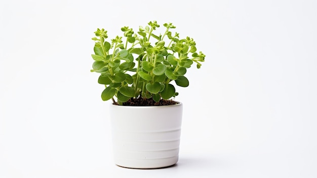 Foto del fiore di Rockcress in vaso isolato su fondo bianco