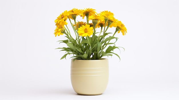 Foto del fiore di Sneezeweed in vaso isolato su fondo bianco