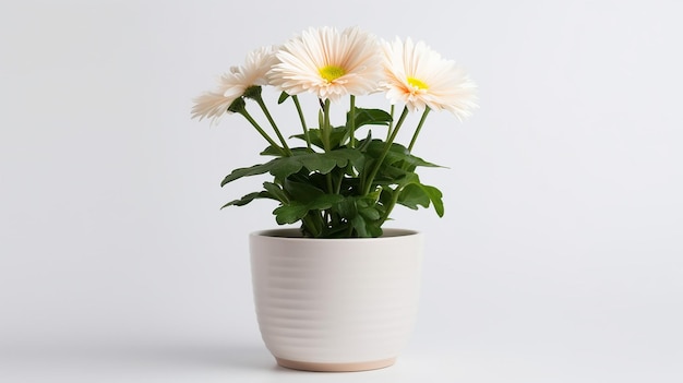 Foto del fiore Shasta Daisy in vaso isolato su sfondo bianco