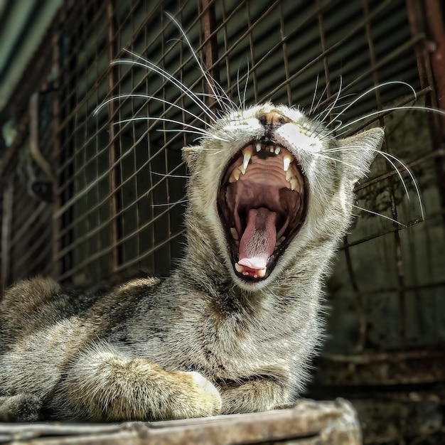 Foto del gatto ruggente