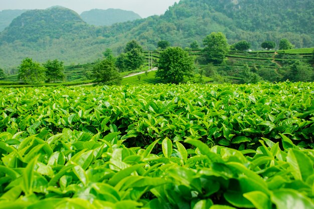 Foto del giardino del tè in collina