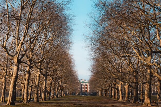 Foto del Green Park al tramonto Londra