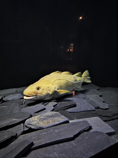 Foto del merluzzo all'interno dell'acquario