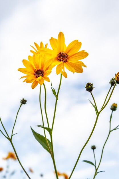 Foto del primo piano dei fiori gialli su un campo e su un cielo blu