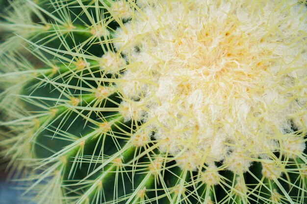 Foto del primo piano del cactus