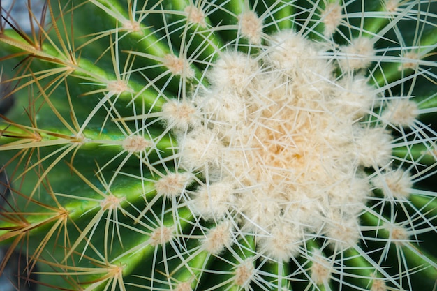 Foto del primo piano del cactus