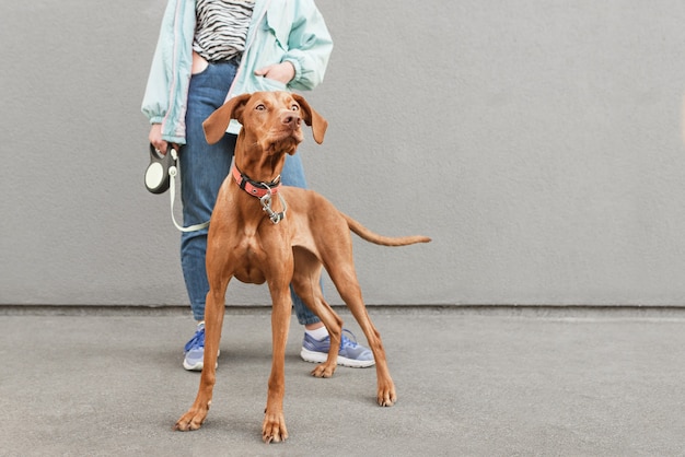 Foto del primo piano del cane di razza magyar vizsla al guinzaglio