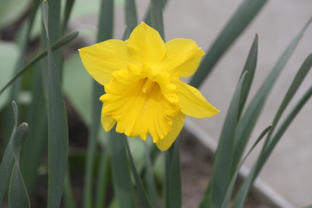 Foto del primo piano del fiore giallo