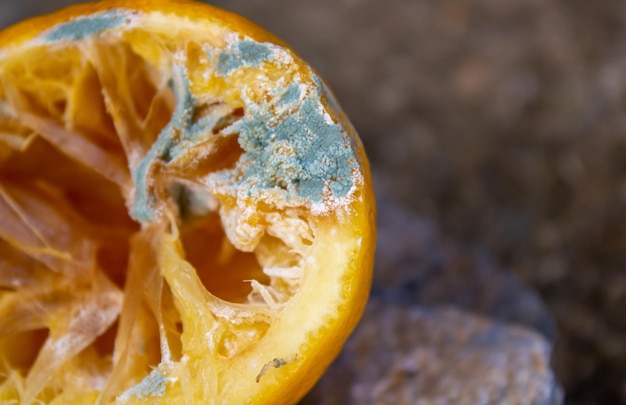 Foto del primo piano del limone ammuffito