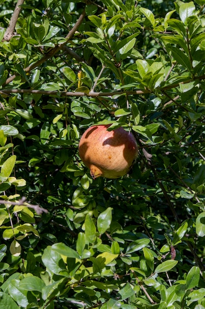 Foto del primo piano del melograno sul ramo di un albero