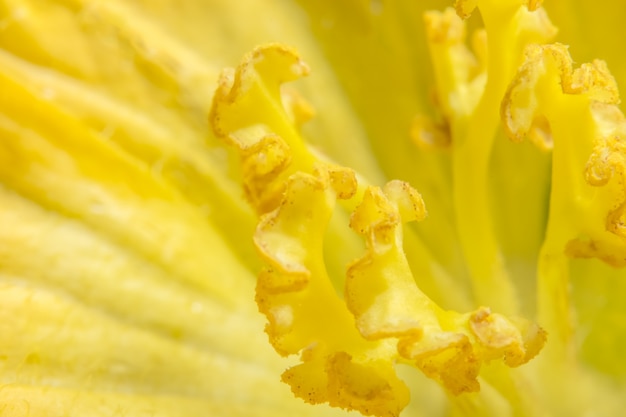 Foto del primo piano del polline giallo del fiore della zucca