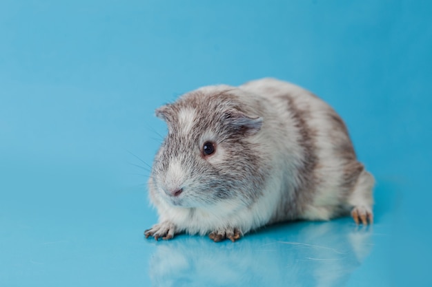 Foto del primo piano della cavia americana su sfondo blu Foto Premium