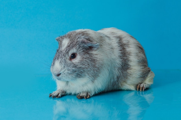 Foto del primo piano della cavia americana su sfondo blu Foto Premium