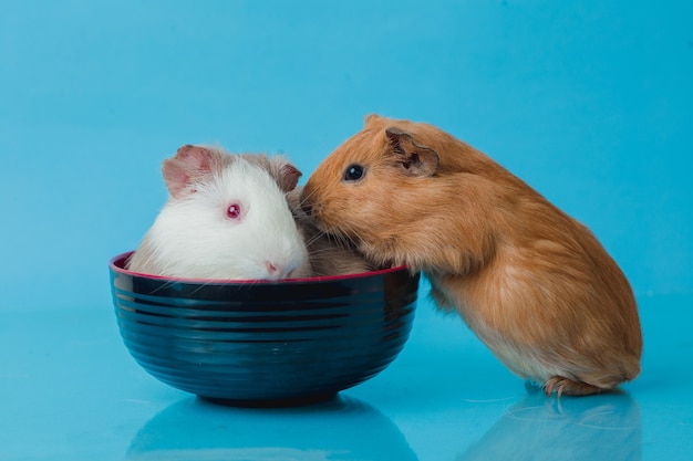 Foto del primo piano della cavia americana su sfondo blu Foto Premium