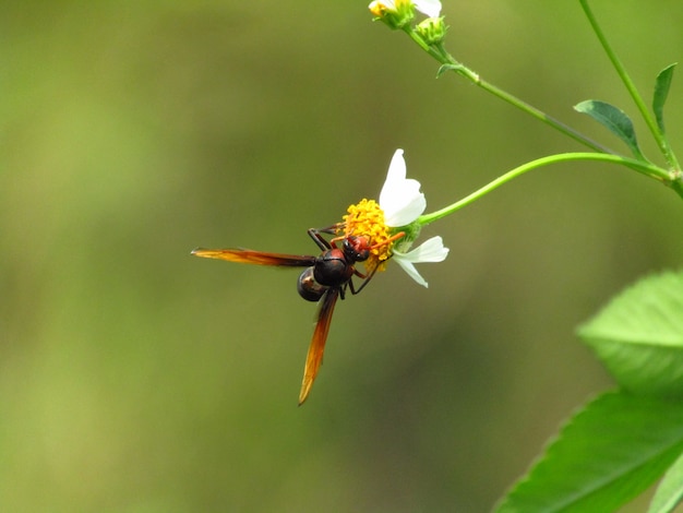 Foto del primo piano di un&#39;ape Heterogyna su un fiore bianco con un pistillo giallo