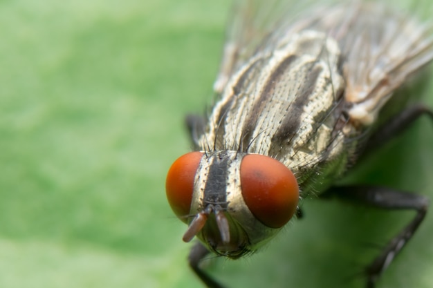 Foto del primo piano di una mosca su una foglia