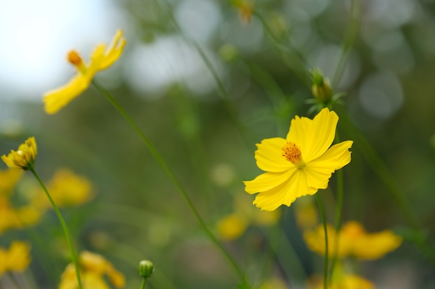 Foto del primo piano di universo giallo.