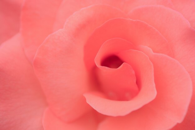 Foto del primo piano su una rosa rosa chiaro