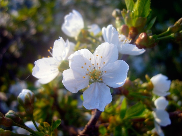 Foto del ramo di fiori di ciliegio