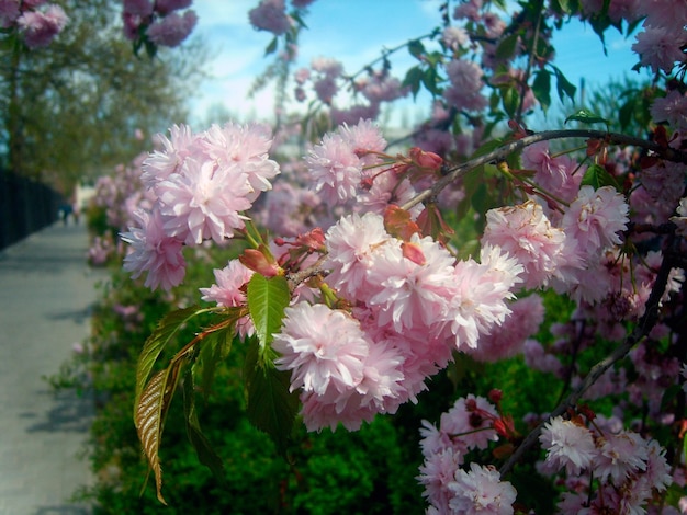 Foto del ramo di fiori di ciliegio