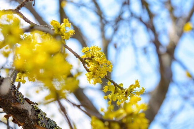 Foto del ramoscello giallo in fiore corniolo in giardino in primavera