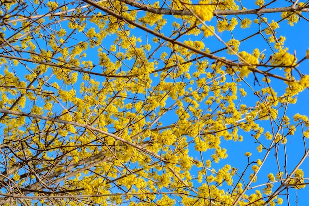 Foto del ramoscello giallo in fiore corniolo in giardino in primavera