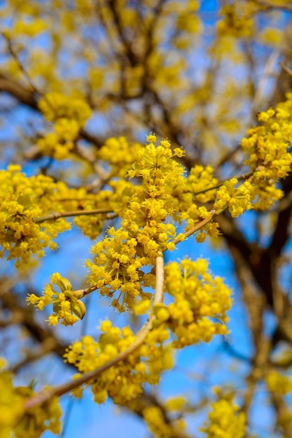 Foto del ramoscello giallo in fiore corniolo in giardino in primavera