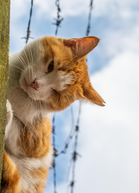 foto del simpatico gatto come animale domestico in vista