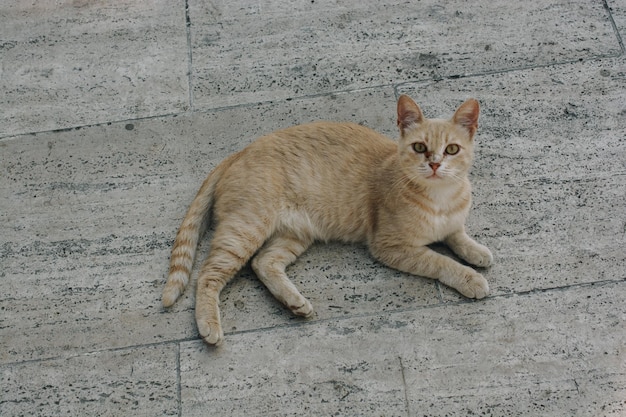 foto del simpatico gatto come animale domestico in vista