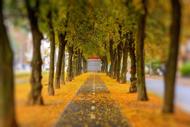 Foto del vicolo del parco autunnale arancione con foglie