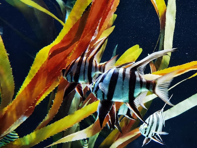 Foto delizioso pesce angelo nel mio acquario sullo sfondo di alghe