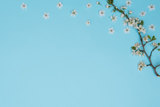 Foto dell'albero bianco del fiore di ciliegia della sorgente sulla superficie blu