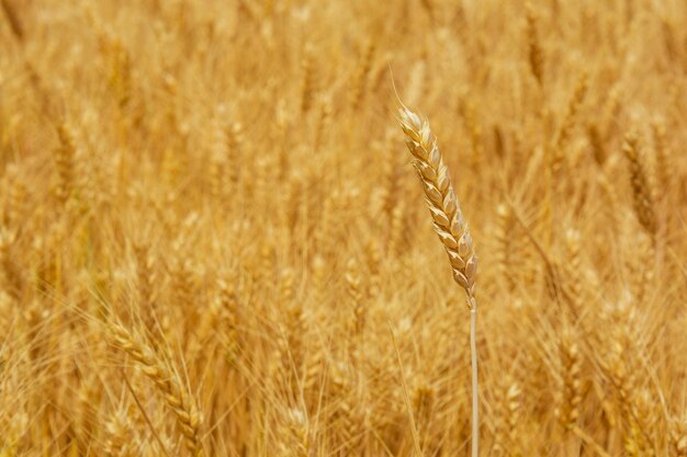 Foto della bella consistenza del campo di grano giallo in estate