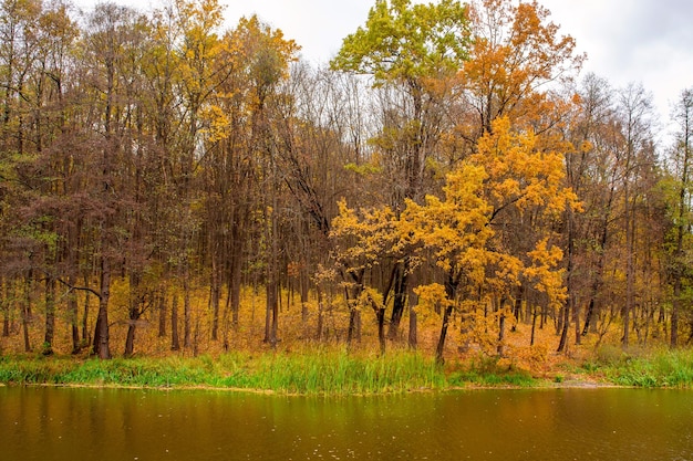 Foto della bella foresta autunnale arancione con foglie vicino al lago