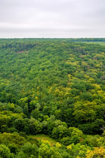 Foto della bella vista aerea panoramica della foresta verde in un giorno saturo